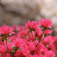 Close-up of bright pink flowers
