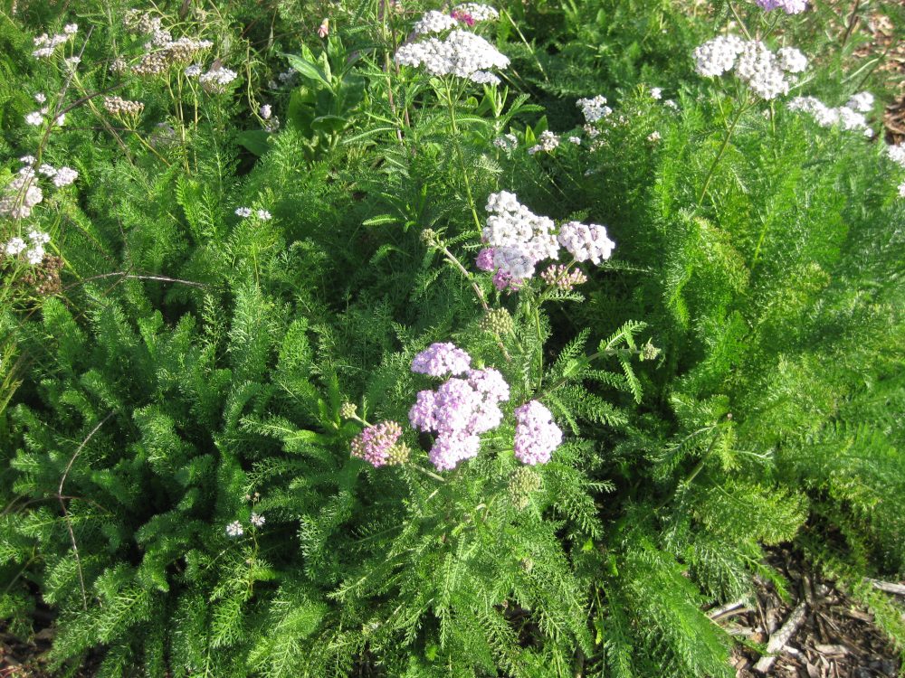 Master Gardeners Coming to Rock Creek