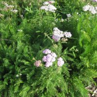 Master Gardeners Coming to Rock Creek