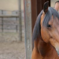 Pacto the PCC farm horse