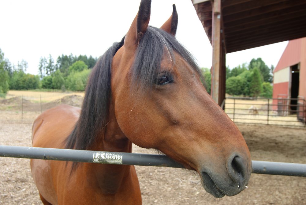 Pacto is a critical animal for student learning within the Veterinary Technology Program.