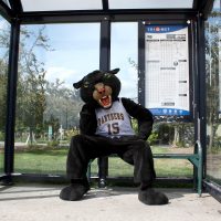 Panther at bus stop.