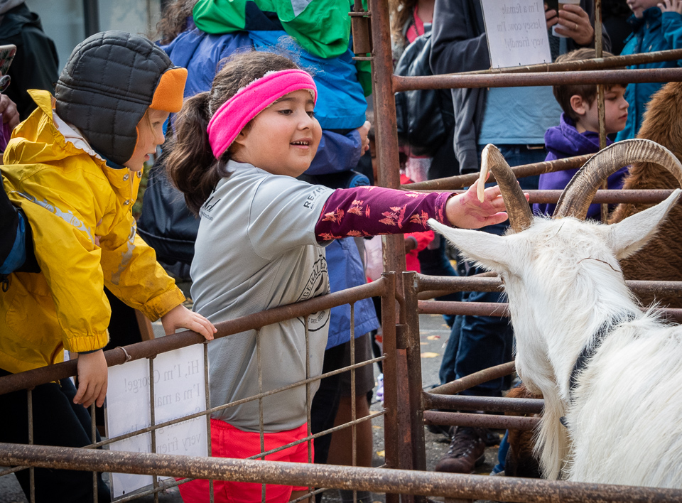 little girl reaching out to pet a goat