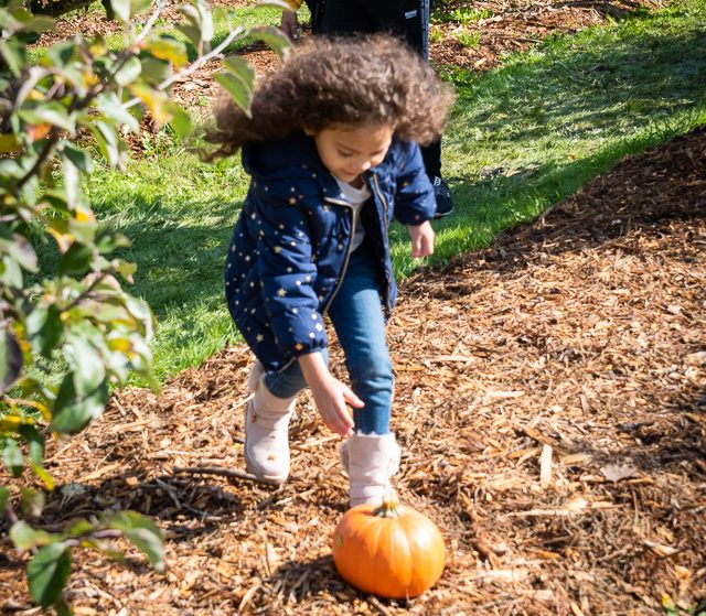 little girl reaching for a pumpkin on the ground