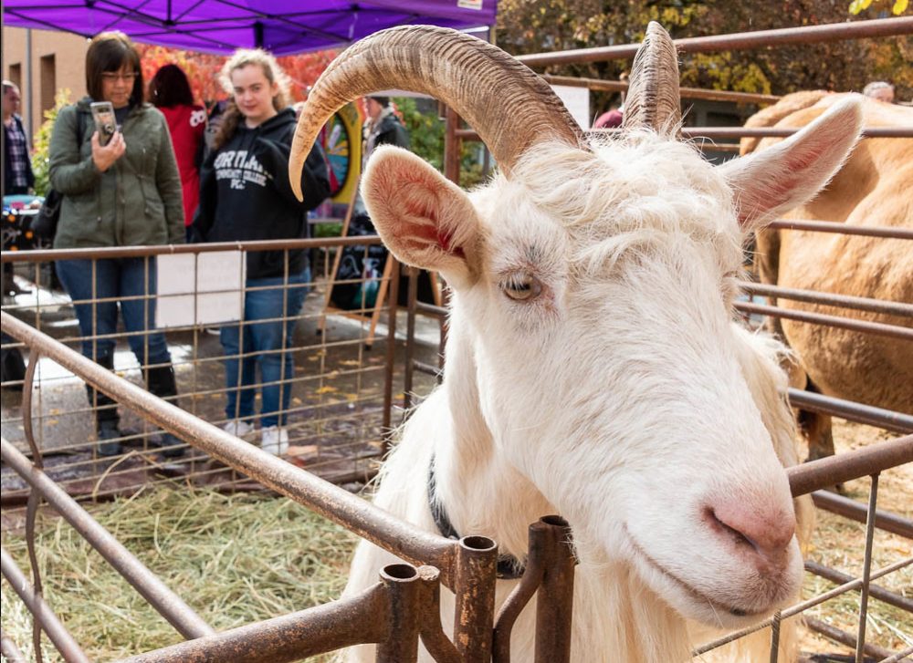 Goat entertains the kids.