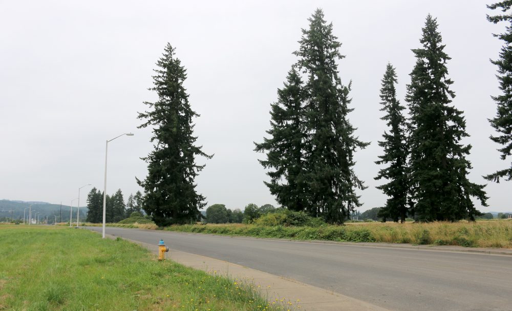 Field parcel in Scappoose.