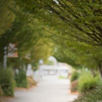 Trees along a campus walkway