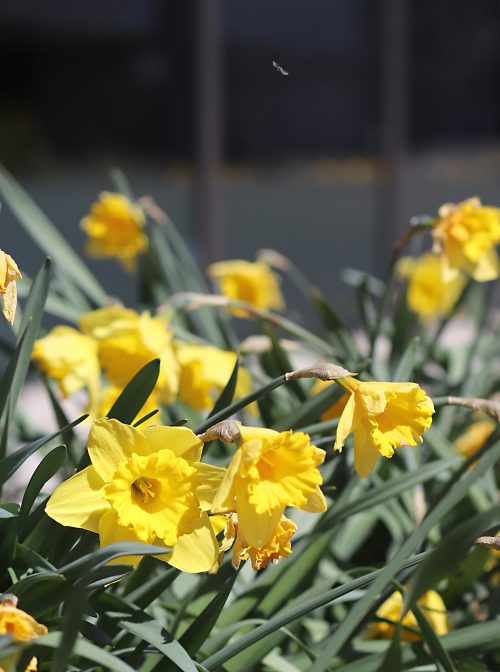 daffodils.
