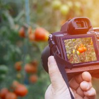 Closeup of a person's hands holding a camera and photographing tomatoes outside during a sunset
