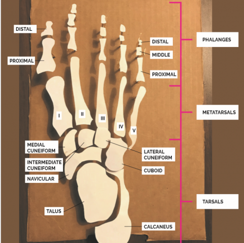 anatomical paper model of the foot bones