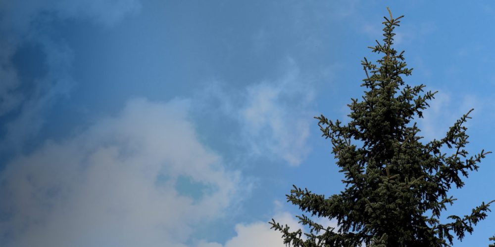 Evergreen tree on campus