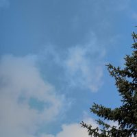 Evergreen tree on campus