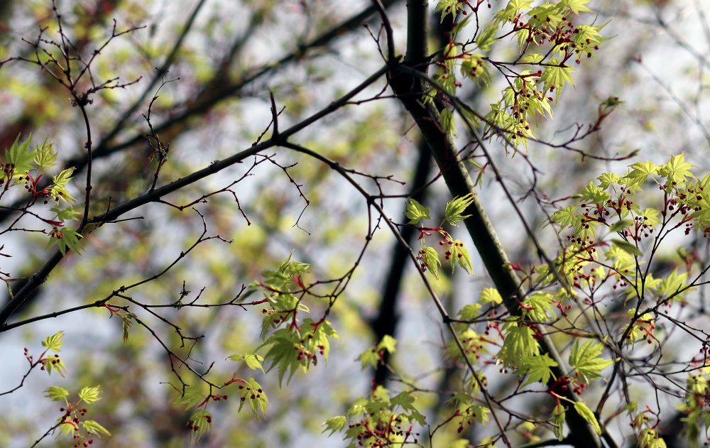 tree branches