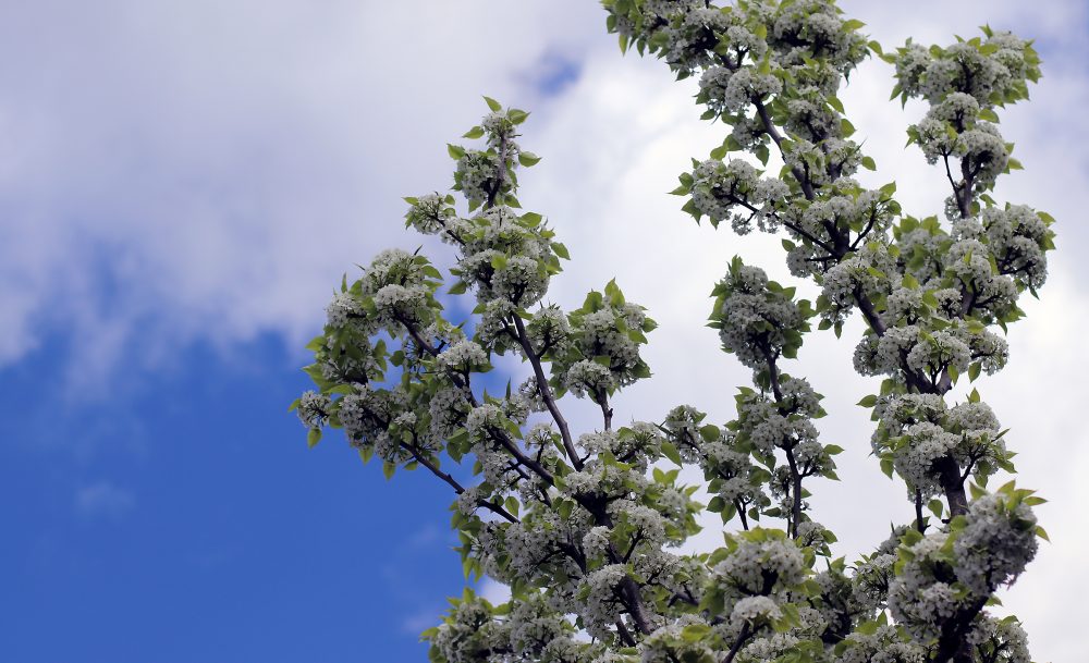 Blooming tree