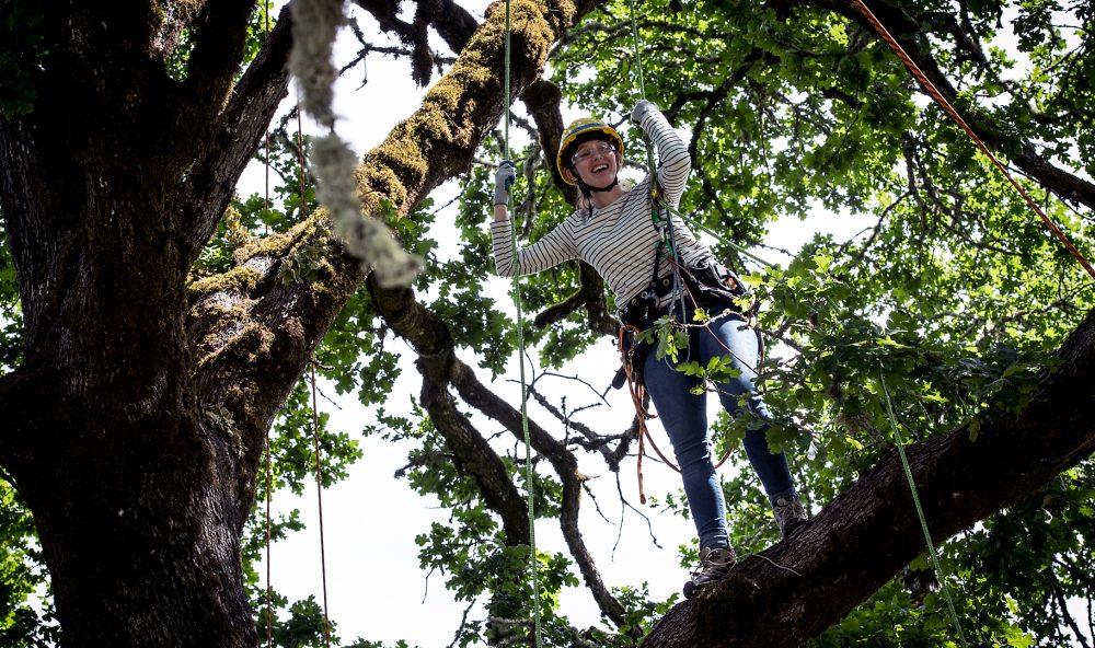 Girl in a tree -- arborist training