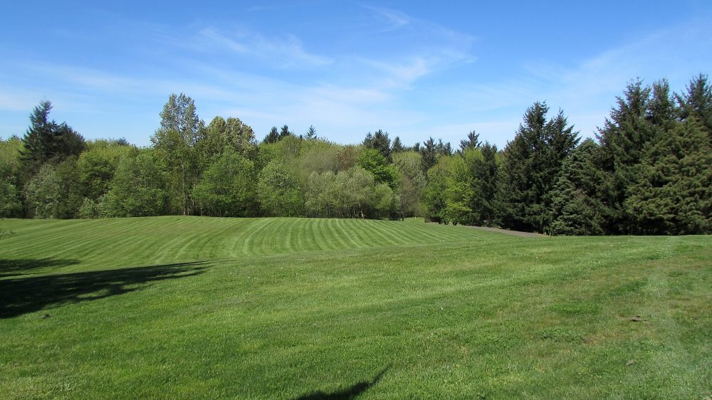 Treeline at Sylvania