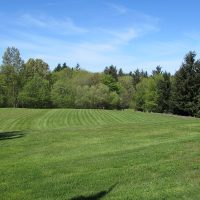 Treeline at Sylvania