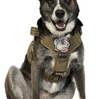 Freya the safety dog