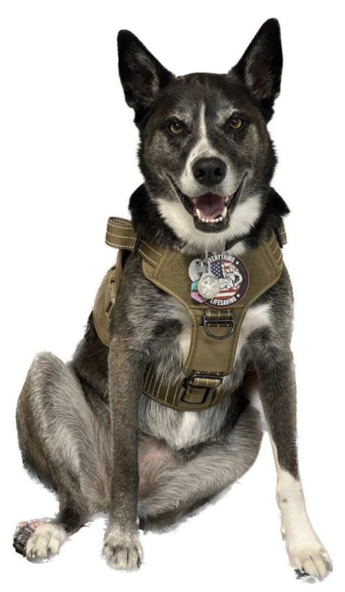 Freya the safety dog