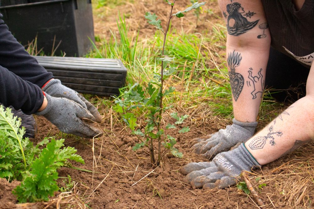 closeup of hands planting tree