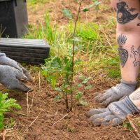 closeup of hands planting tree