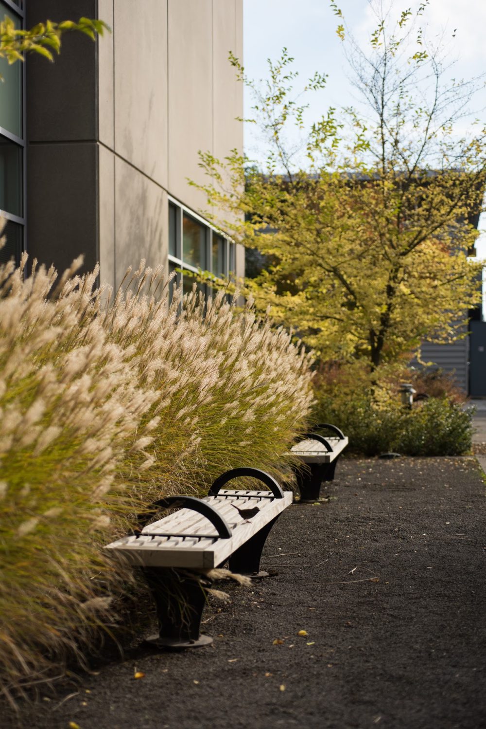 Trees and green landscape surround Sylvania Campus