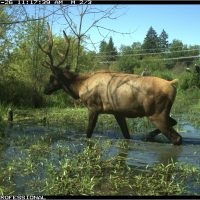 Elk cam