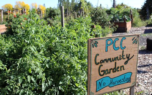 Learning gardens are a big component to the sustainability team's work.