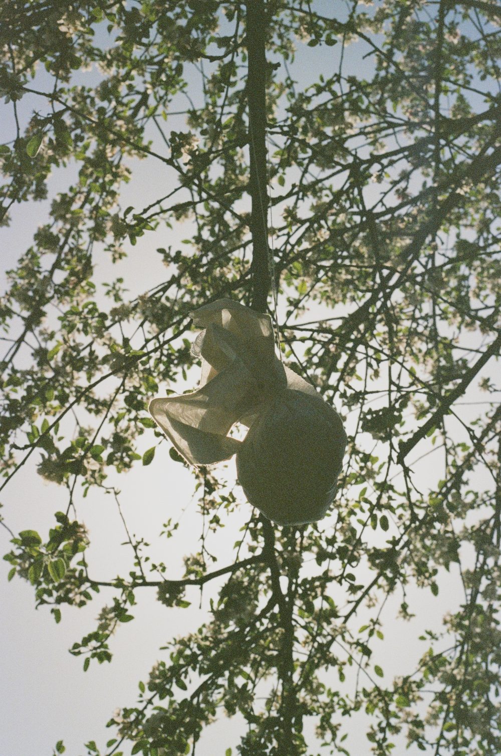 Aerial canopy view of a tree in green.