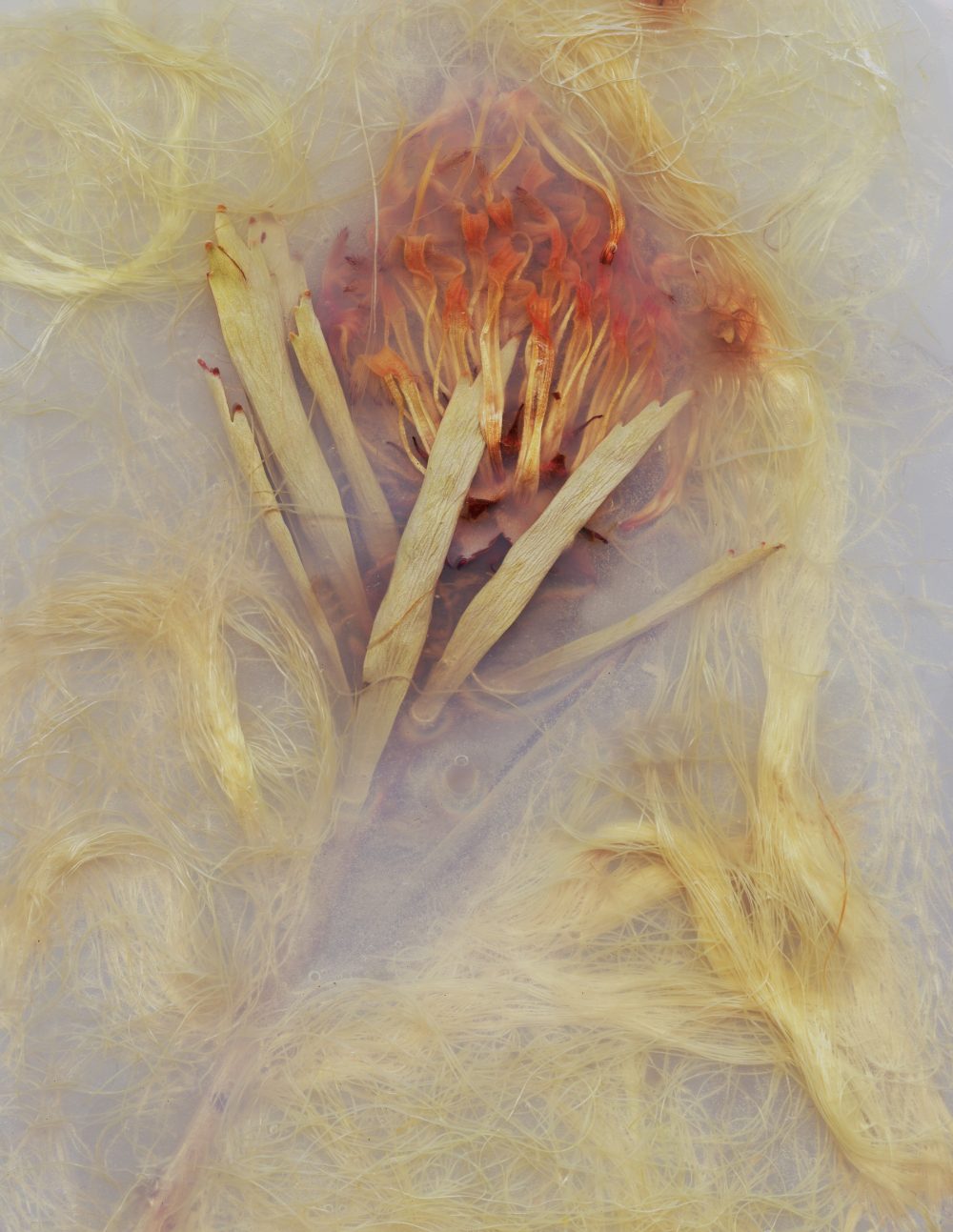 Orange flower pod composed with loose leaf matter