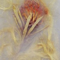 Orange flower pod composed with loose leaf matter