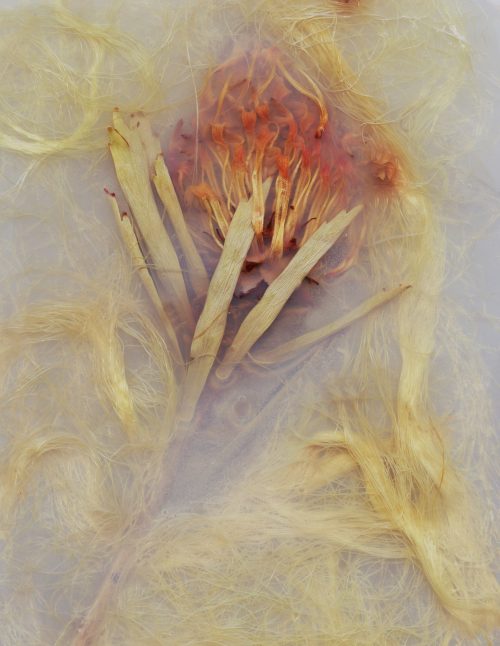 Orange flower pod composed with loose leaf matter