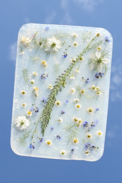 Translucent panel of wildflowers and seeds.