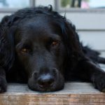 A black dog laying on a wooden deck.