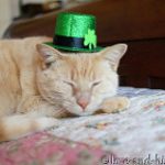 Orange Cat wearing a St. Patty's Day Hat