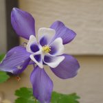 Image of a puple flower