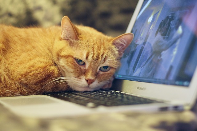 picture of cat with head on a laptop