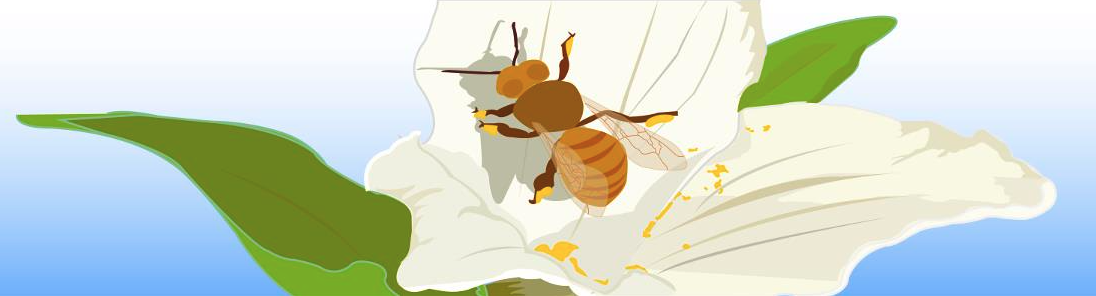 Cartoon image of a bee gathering pollen from a white flower