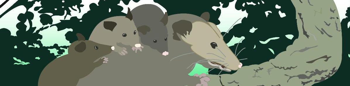 Cartoon image of a possum carrying three young joeys