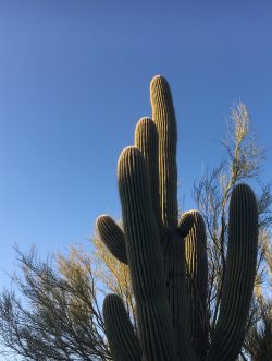 Suguaro cactus in the sun
