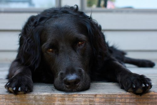 A black dog laying on a wooden deck.