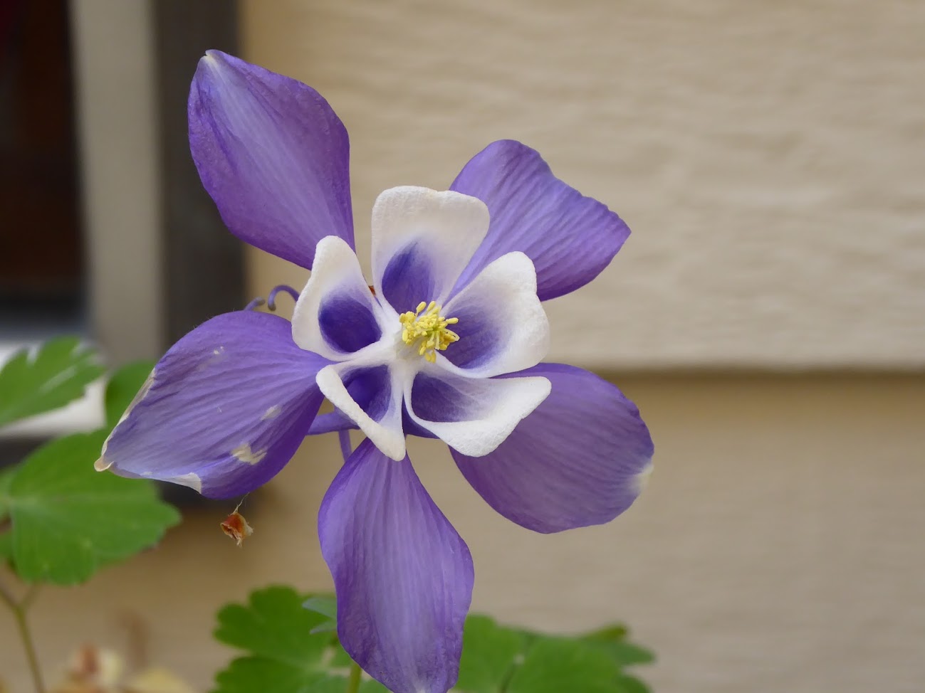 Image of a puple flower