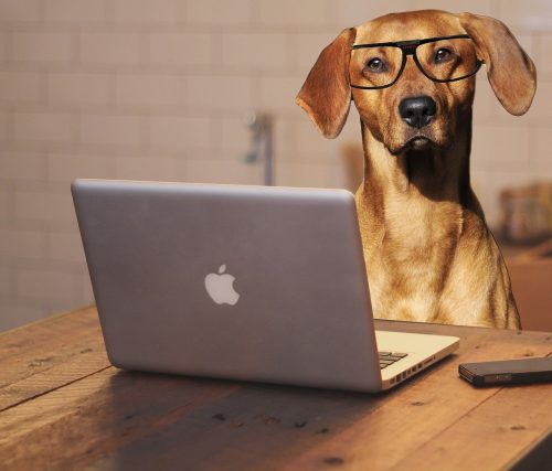 Image of dog at a computer