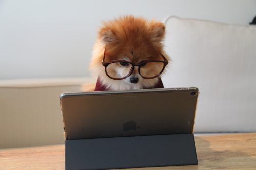 Cute dog in front of iPad