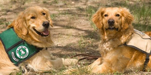 Guide dogs in training