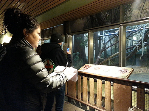 Student observing primates at the zoo