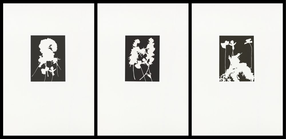 Group of three images of white flowers on a black background