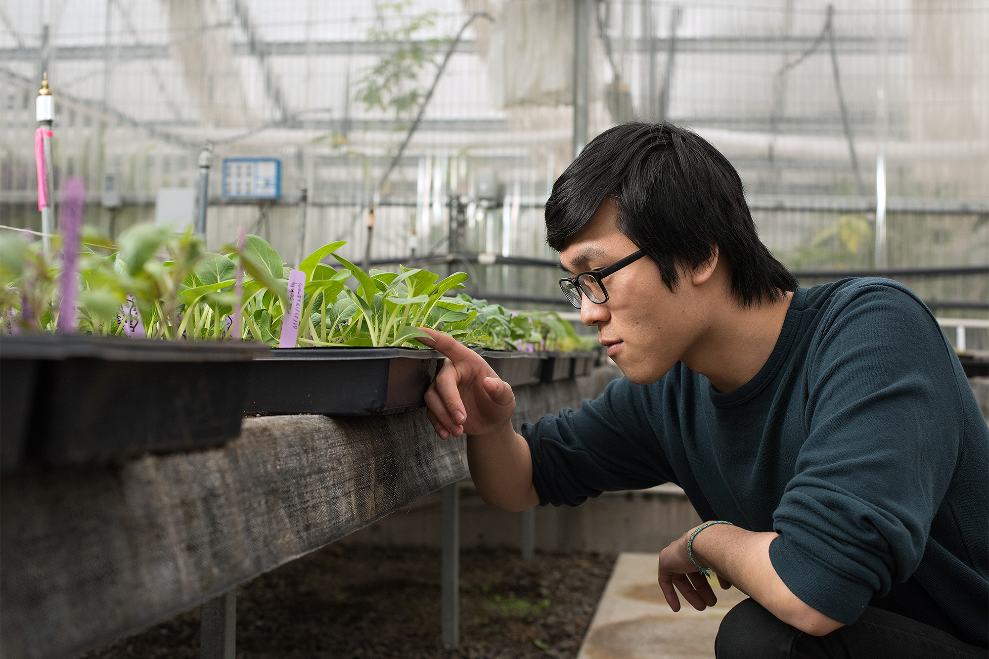 Biology student looking closely at plants in a greenhouse