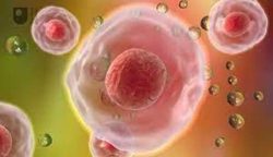 cell