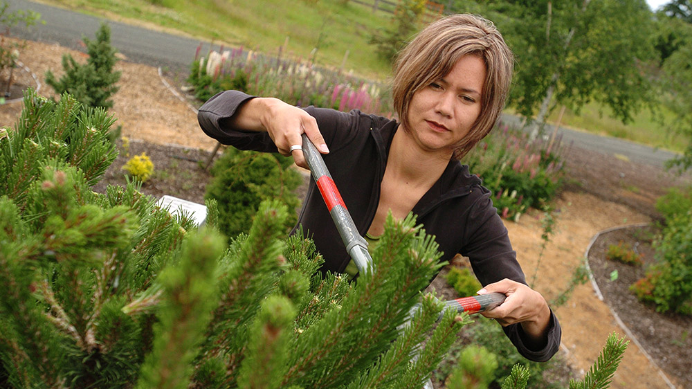 Student pruning an evergreen bush